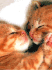 Kissing Kittens