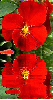 red pansy