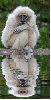 albino gibbon