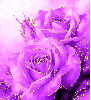 purple rosas