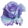 blue-purple rosa