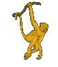 yellow monkey