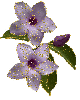 2 purple flower