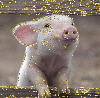 little pig