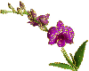 purple orchidea