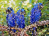 3 blue ara