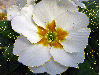 white primula