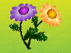 2 flower