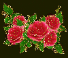 beautiful rosas