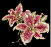 lilies