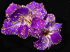 purple gladiola