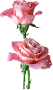 2 pink rosa