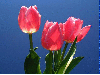 3 tulip