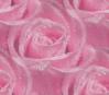 Roses - Lite Pink -Seamless