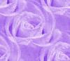 Roses Lite Lavender -Seamless