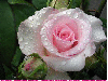 beautiful rosa