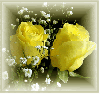 yellow rosas