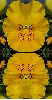 yellow pansy