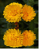 2 yellow flower