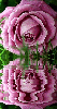 purple rosa