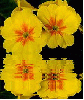 yellow primula