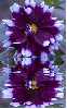 purple dahlia