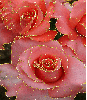 3 beautiful rosa