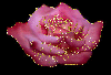 beautiful rosa