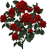 red rosa bouquet