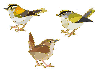 3 bird