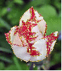 white-red tulip