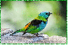 multicolor tropical bird