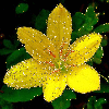 yellow zephyranthes