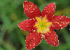 red zephyranthes