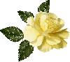 yellow rosa