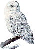 glitter snow owl