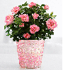 Glitter rose bush