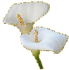white anthuriums