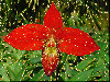 red orchidea