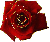 red rosa