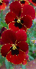 red pansies