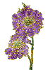 2 purple flower
