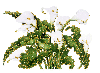white anthuriums