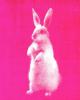 Bunny - Pink Coder Bunny