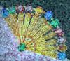 Sparkly Multicolor Fan
