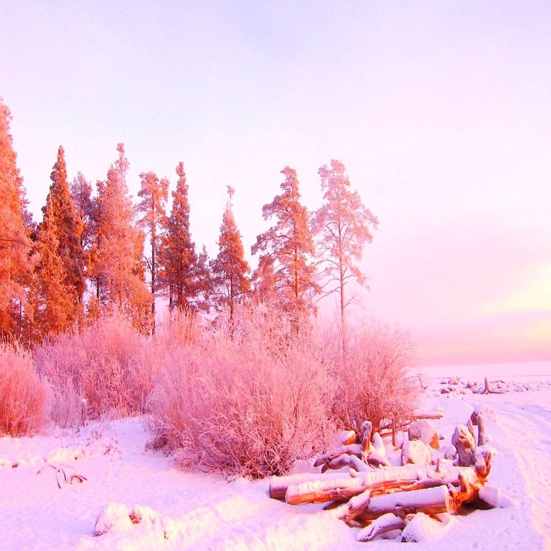 Pink Winter.. (in Backgrounds)