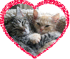 two cats in a heart