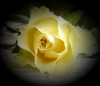 Happy Birthday on a yellow rose