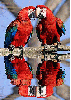 parrot pair