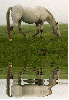 appaloosa horse